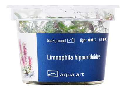 Limnophila hippuridoides - In Vitro