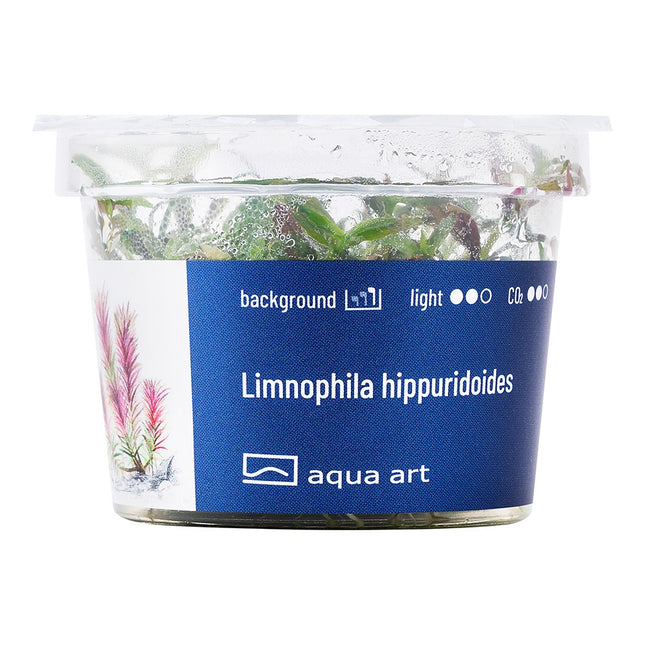Limnophila hippuridoides - In Vitro