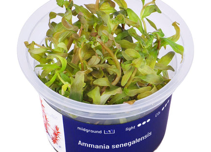 Ammania senegalensis - In Vitro