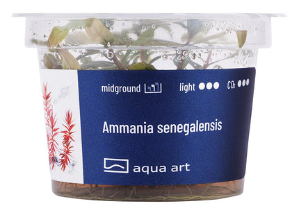 Ammania senegalensis - In Vitro