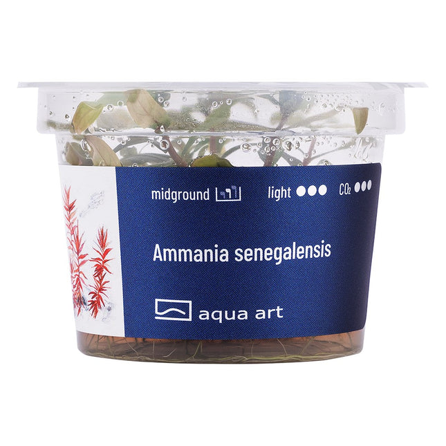Ammania senegalensis - In Vitro