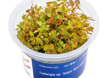 Ludwigia sp.'Super Mini Red' - In Vitro