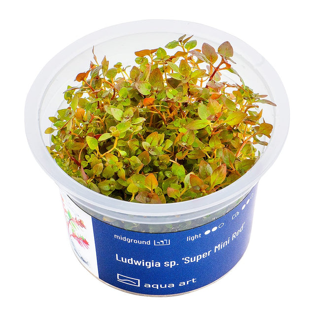 Ludwigia sp.'Super Mini Red' - In Vitro