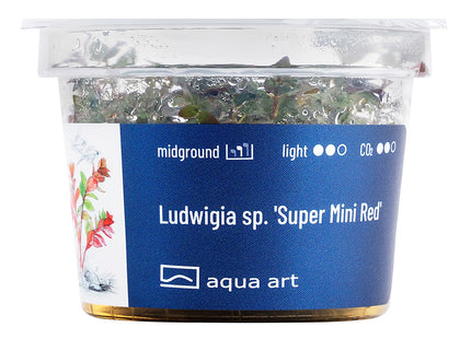 Ludwigia sp.'Super Mini Red' - In Vitro
