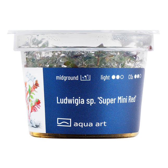 Ludwigia sp.'Super Mini Red' - In Vitro