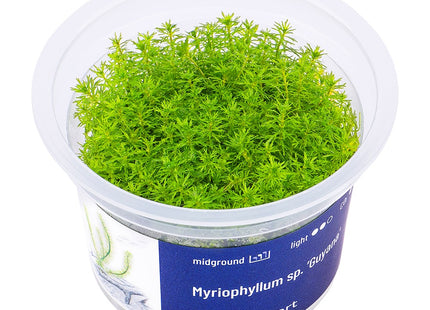 Myriophyllum sp. ’Guyana’ - In Vitro