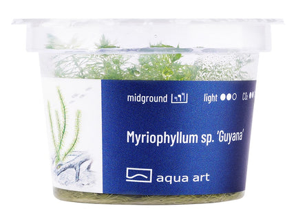 Myriophyllum sp. ’Guyana’ - In Vitro
