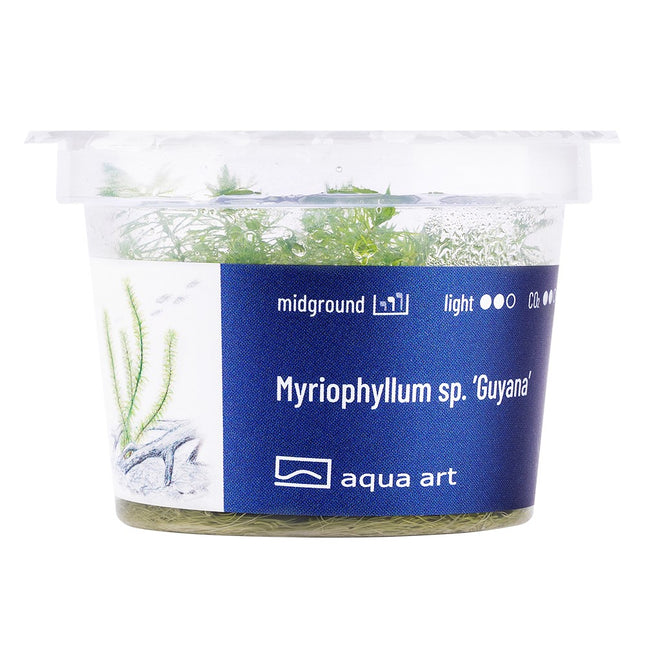 Myriophyllum sp. ’Guyana’ - In Vitro