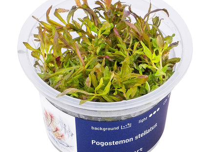 Pogostemon stellatus - In Vitro