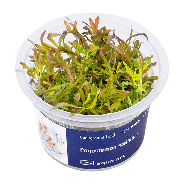 Pogostemon stellatus - In Vitro