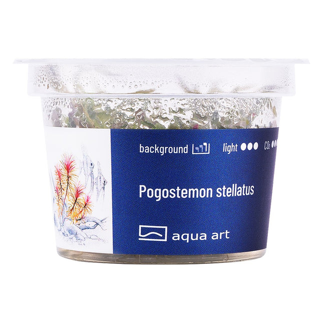 Pogostemon stellatus - In Vitro