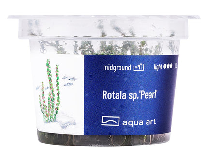 Rotala sp.'Pearl' - In Vitro