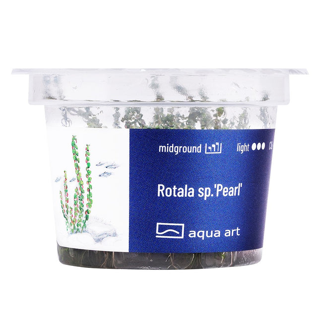 Rotala sp.'Pearl' - In Vitro