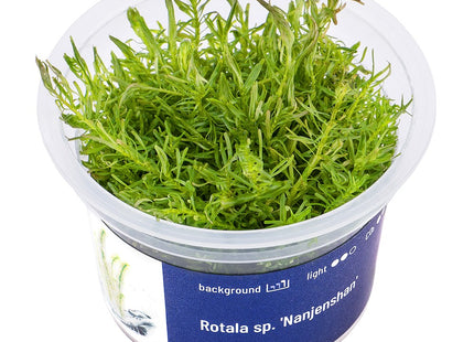 Rotala sp.'Nanjenshan' - In Vitro