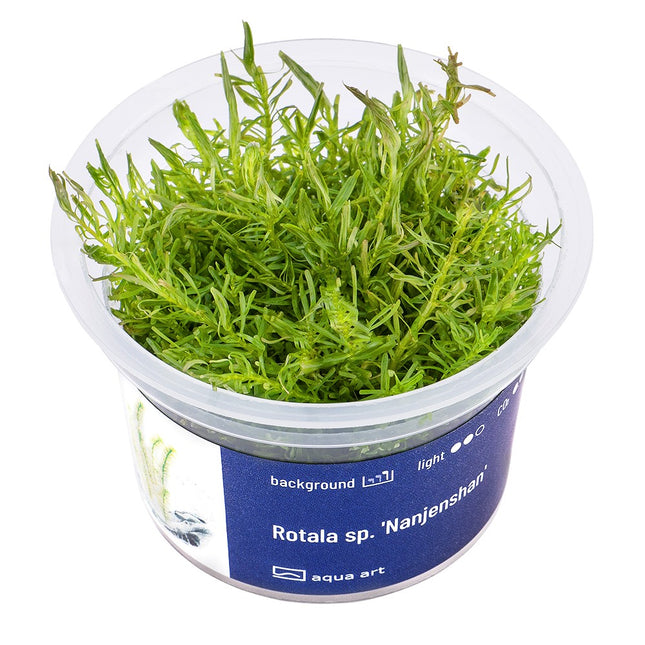Rotala sp.'Nanjenshan' - In Vitro