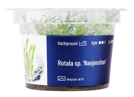 Rotala sp.'Nanjenshan' - In Vitro