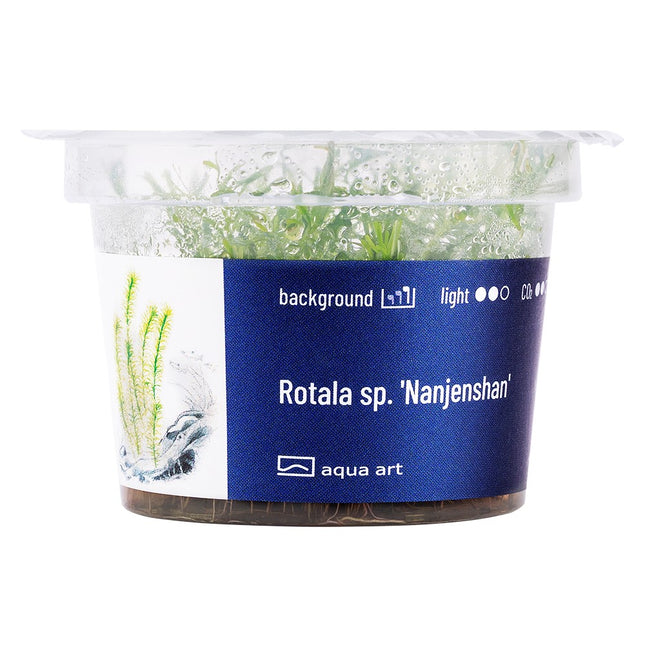 Rotala sp.'Nanjenshan' - In Vitro