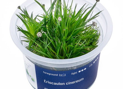 Eriocaulon cinereum - In Vitro