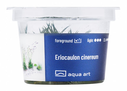 Eriocaulon cinereum - In Vitro