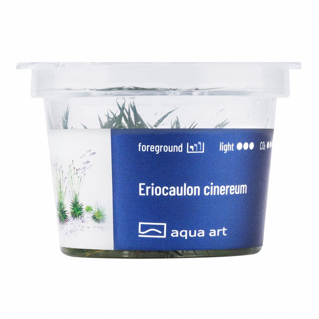 Eriocaulon cinereum - In Vitro