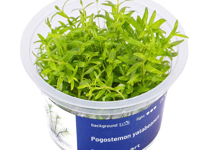 Pogostemon yatabeanus - In Vitro