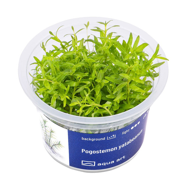 Pogostemon yatabeanus - In Vitro