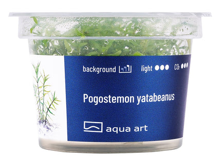 Pogostemon yatabeanus - In Vitro
