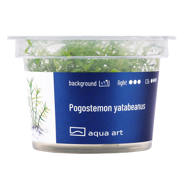 Pogostemon yatabeanus - In Vitro