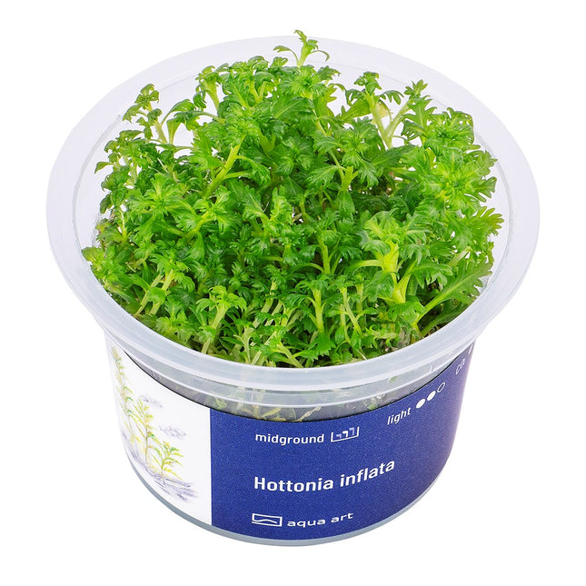 Hottonia inflata - In Vitro