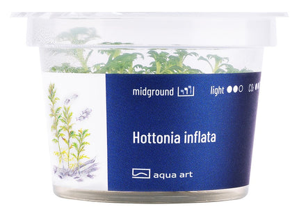 Hottonia inflata - In Vitro