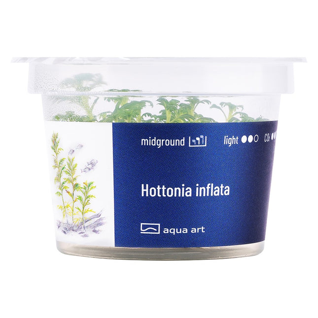 Hottonia inflata - In Vitro