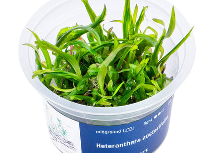 Heteranthera zosterifolia - In Vitro