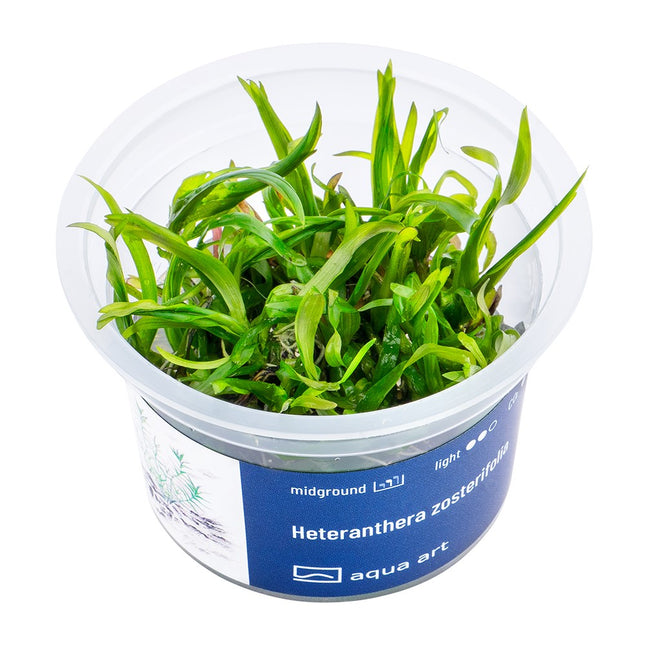 Heteranthera zosterifolia - In Vitro