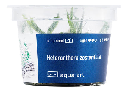 Heteranthera zosterifolia - In Vitro