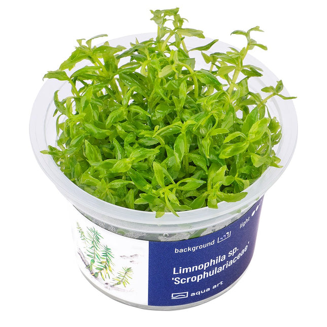 Limnophila sp. 'Scrophulariaceae' - In Vitro