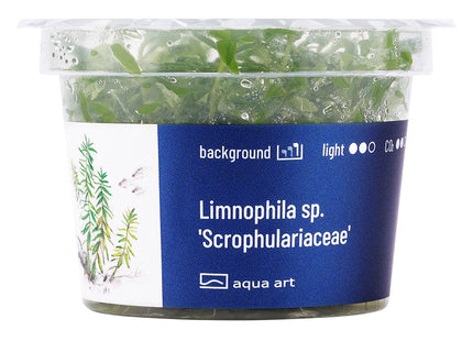 Limnophila sp. 'Scrophulariaceae' - In Vitro