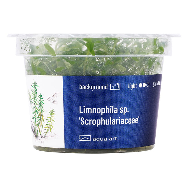 Limnophila sp. 'Scrophulariaceae' - In Vitro