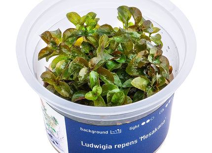Ludwigia repens 'Mesakana' - In Vitro