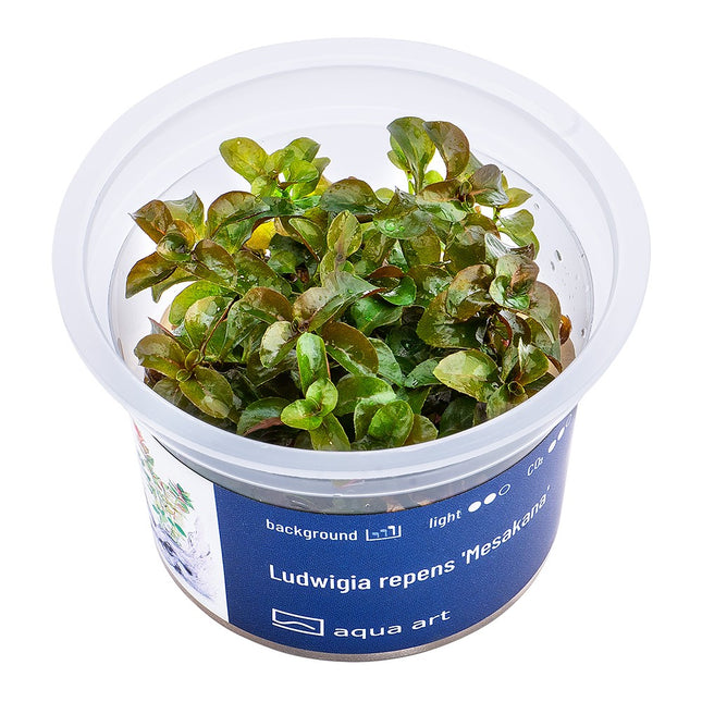 Ludwigia repens 'Mesakana' - In Vitro