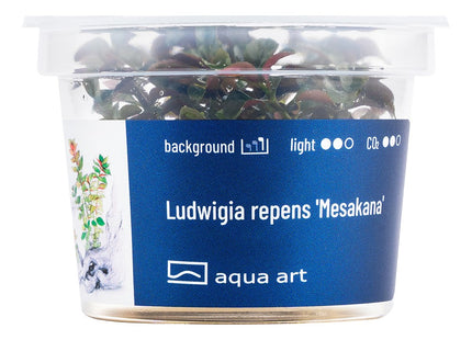 Ludwigia repens 'Mesakana' - In Vitro
