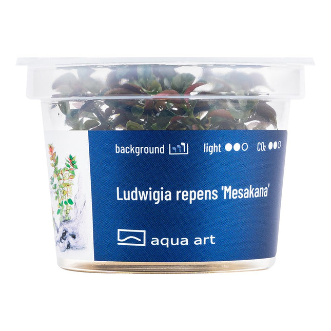 Ludwigia repens 'Mesakana' - In Vitro