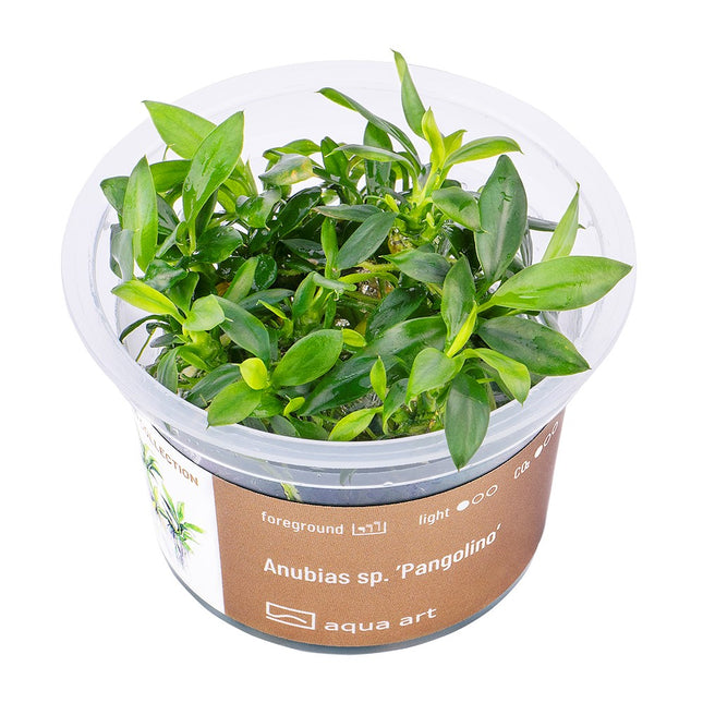 Anubias barteri sp. ’Pangolino’ - In Vitro