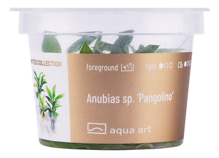 Anubias barteri sp. ’Pangolino’ - In Vitro