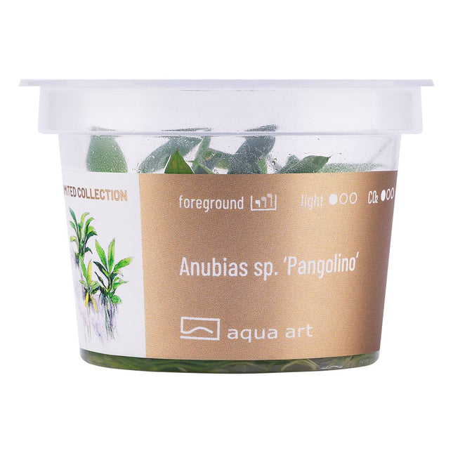Anubias barteri sp. ’Pangolino’ - In Vitro
