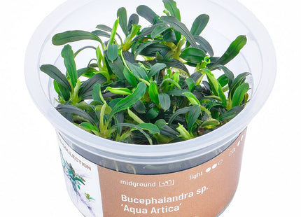 Bucephalandra sp. ’Aqua Artica’ - In Vitro