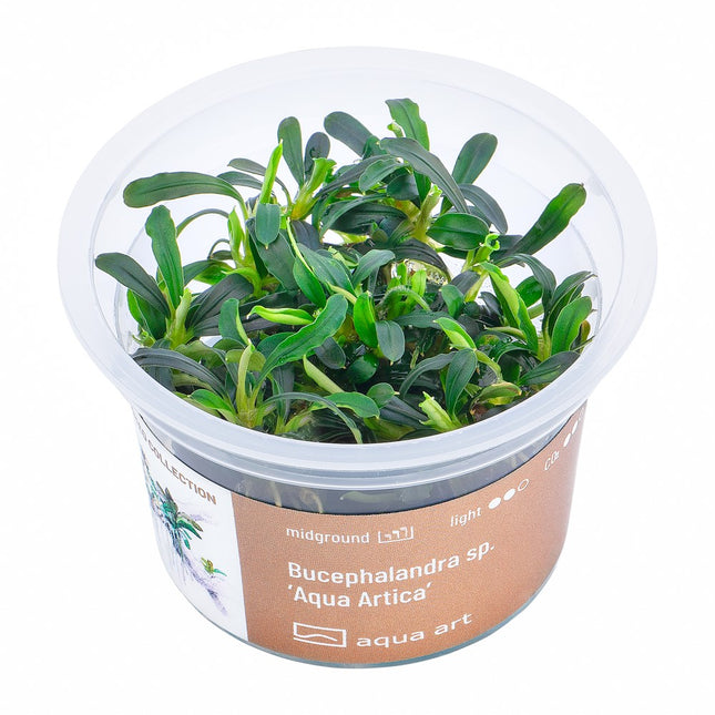 Bucephalandra sp. ’Aqua Artica’ - In Vitro