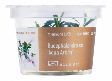 Bucephalandra sp. ’Aqua Artica’ - In Vitro