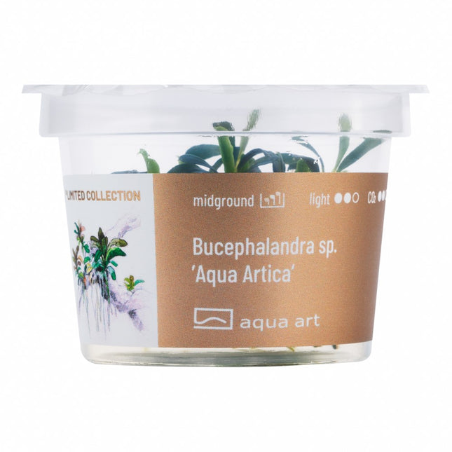 Bucephalandra sp. ’Aqua Artica’ - In Vitro