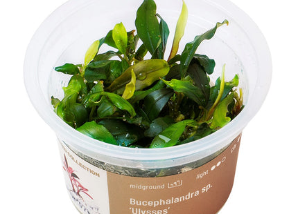 Bucephalandra sp. ’Ulysses’ - In Vitro