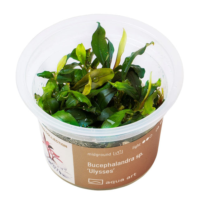 Bucephalandra sp. ’Ulysses’ - In Vitro